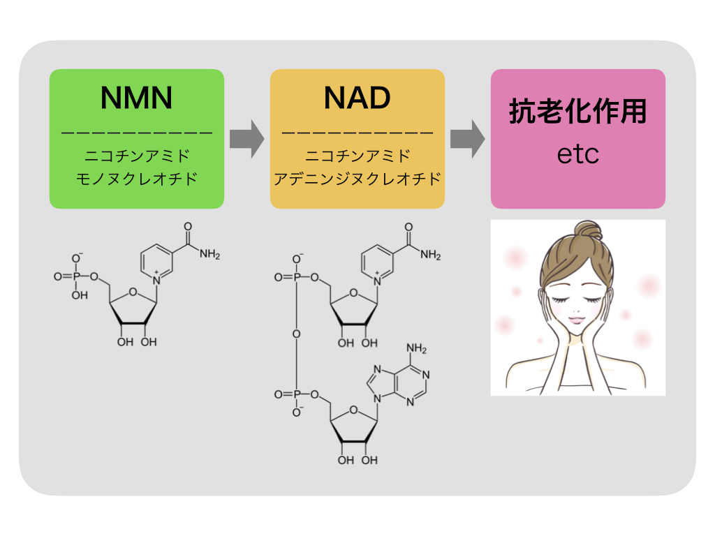 近年話題の【NMN】とは？その効果は？サプリメントで摂取？わかりやすく解説したい！